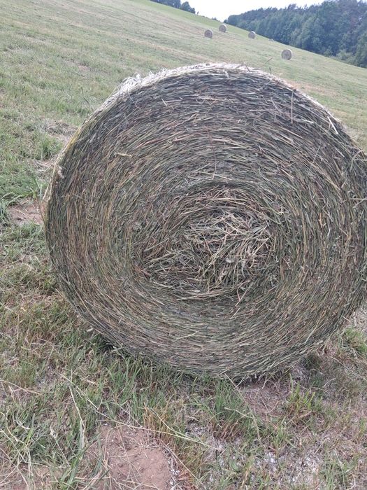 Siano bele baloty 130cm