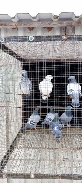 Likwidacja hodowli gołębi pocztowych