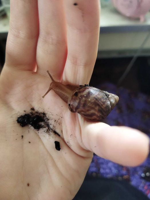 Підлітки ахатіна фуліка (achatina fulica) равлики