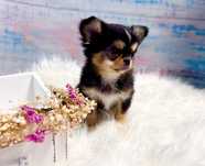 ***GOTOWY DO ZMIANY DOMKU Tri color długowłosy piesek chihuahua***