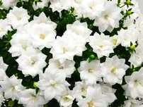 Кампанула Dublin Bicolor, Double White, Chirillo, лофос, акаліфа, кава
