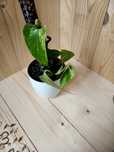 Epipremnum meble Queen