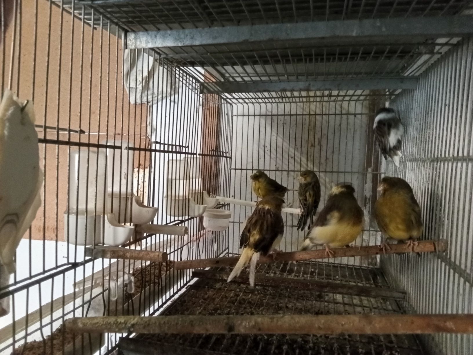 Vendo canários glosters