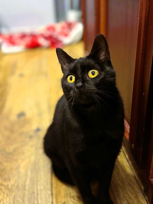 Kotka Sabrina o bursztynowych oczach