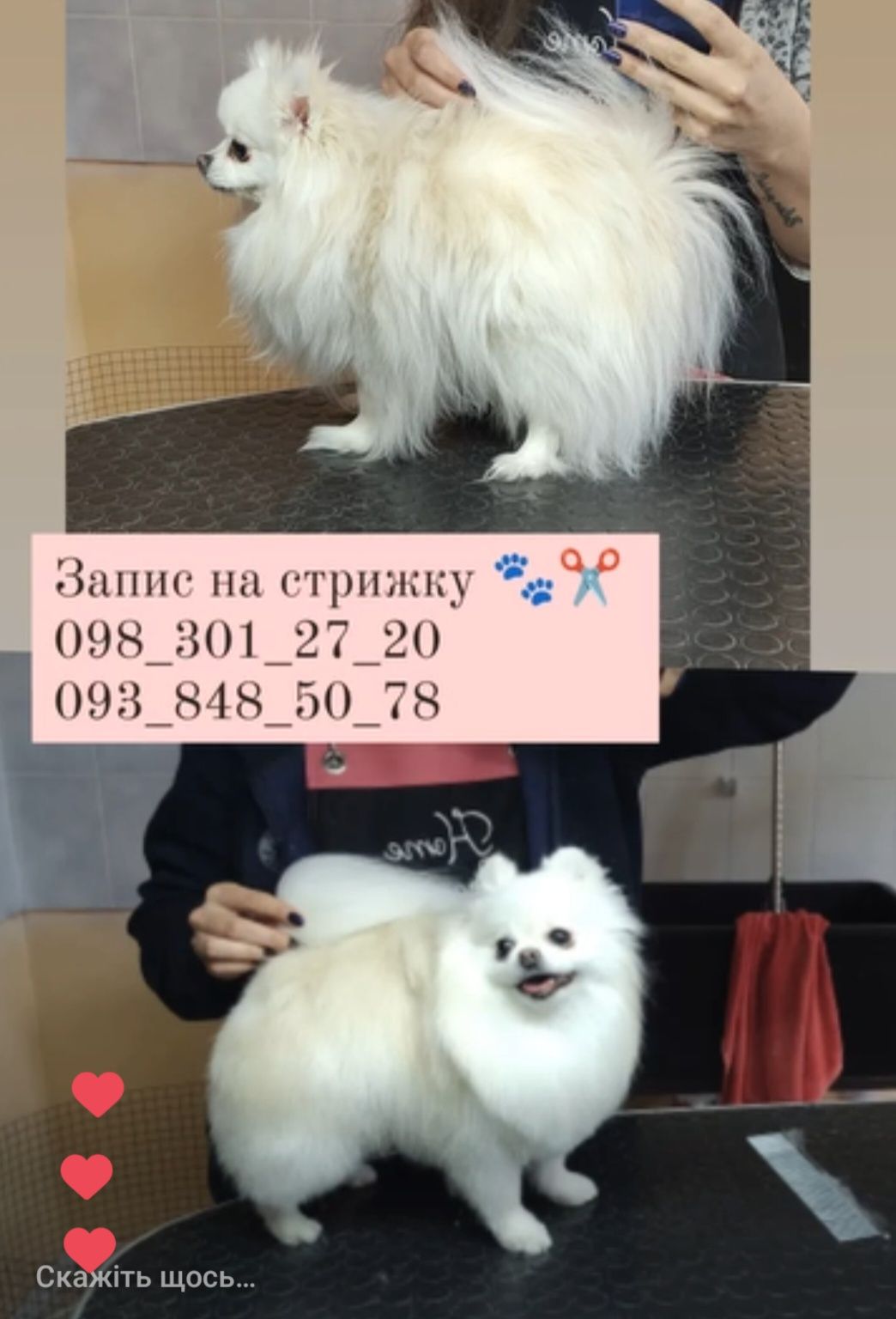Грумінг стрижка собак та котів