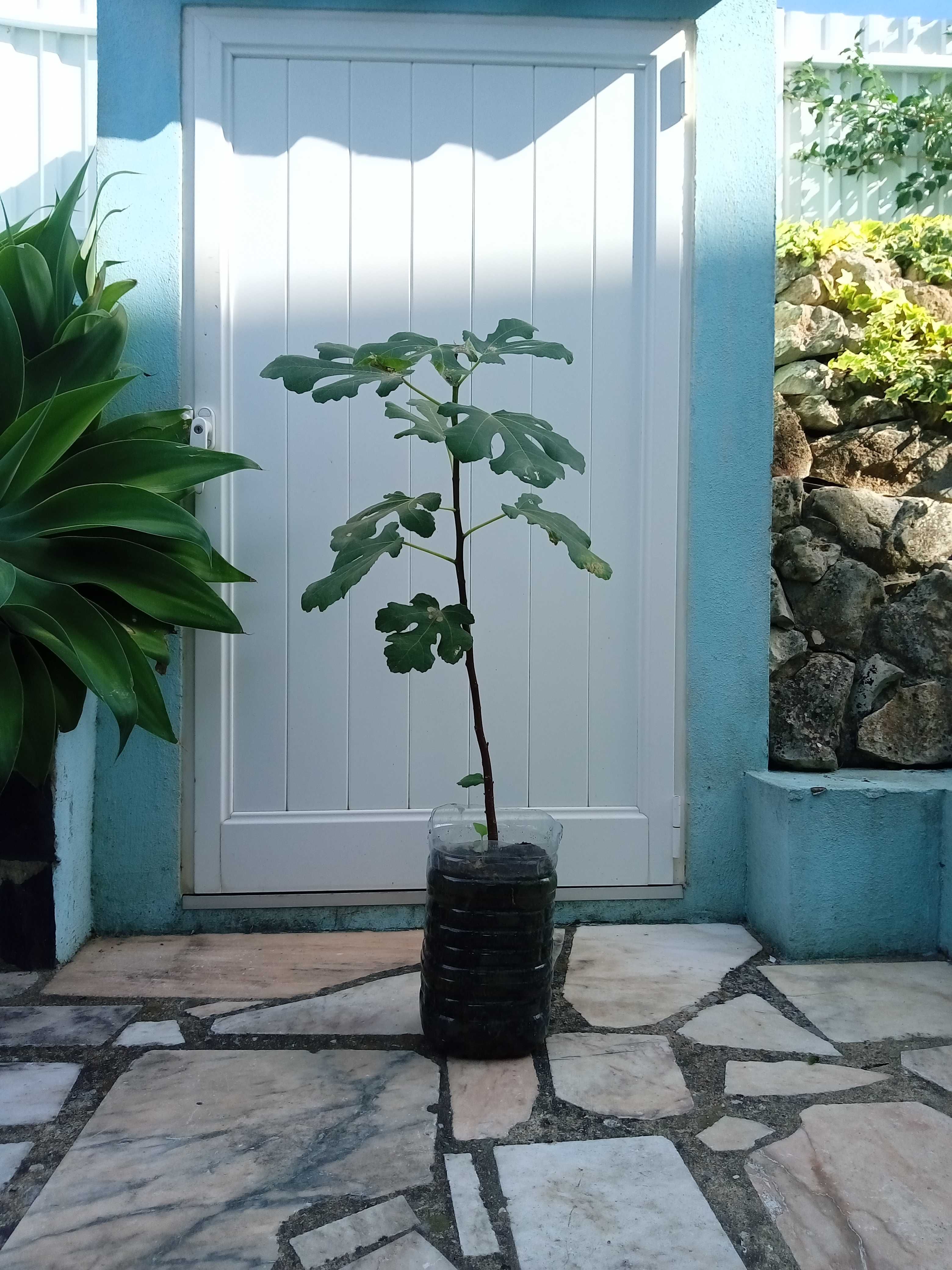 Figueira Pingo de Mel . plantas aquáticas para lagos