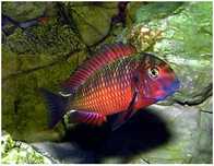 Tropheus Moliro Red pyszczak z jeziora Tanganika pyszczaki