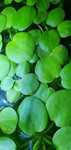 Planta flutuante de aquário Limnobium Laevigatum