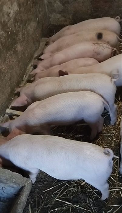 Поросята, продам поросят, с. Степове, Кобеляцький район