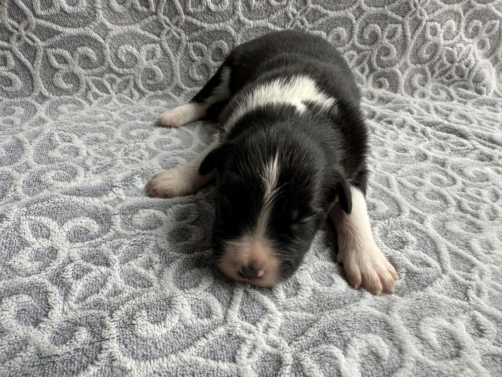 Border collie- ZKwP/FCI