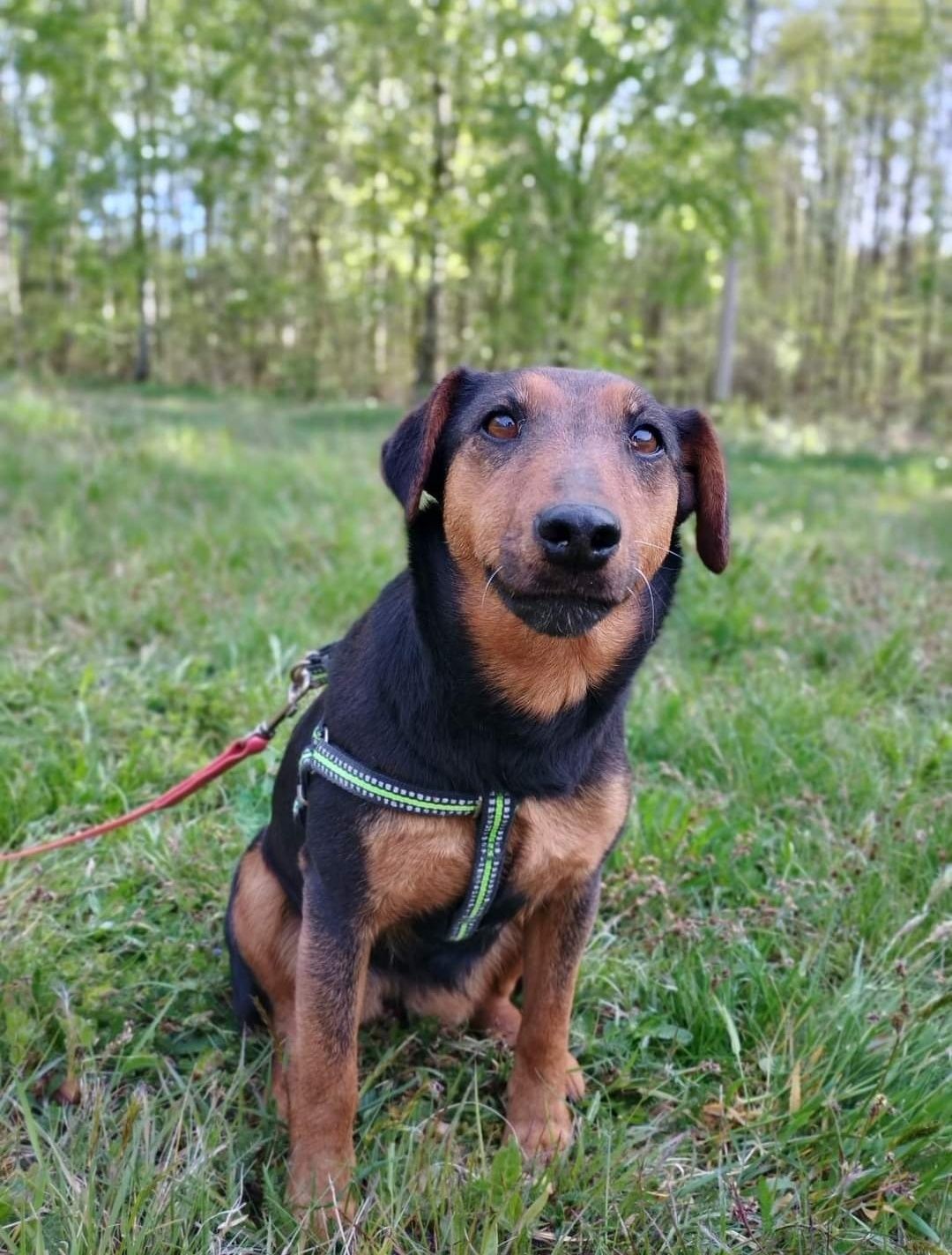 Jagódka 2 lata 10 kg przyjazna adopcja.