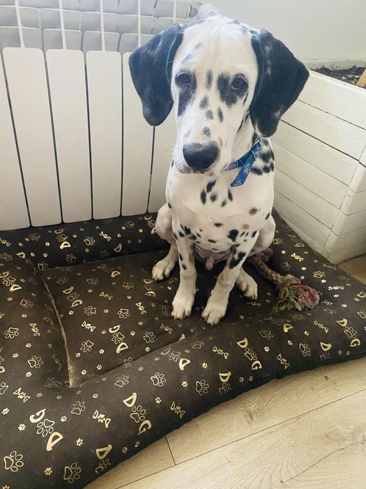 Oddam psa w dobre rece