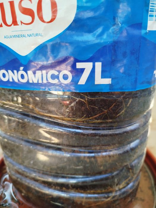 Vendo figueira em 5 l vaso