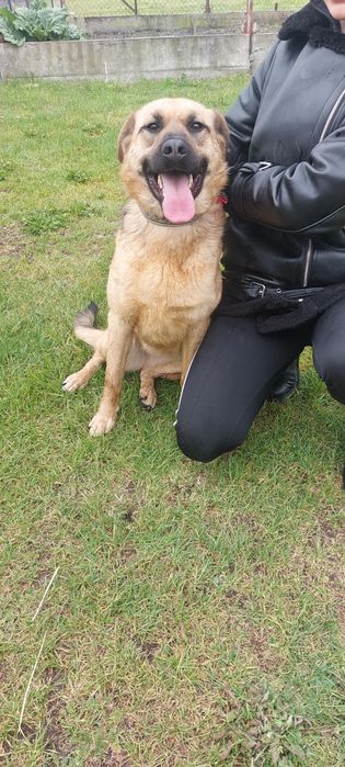 Koko sunia do adopcji