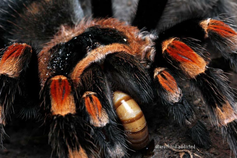 Самцы паука птицееда для новичков Мексиканский красно-коленный