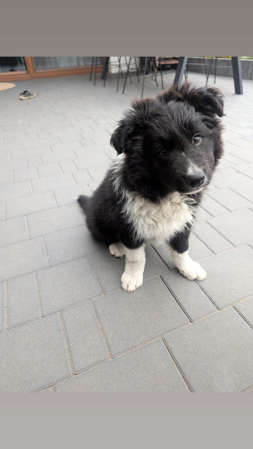 Sprzedam pieska rasy border collie z rodowodem