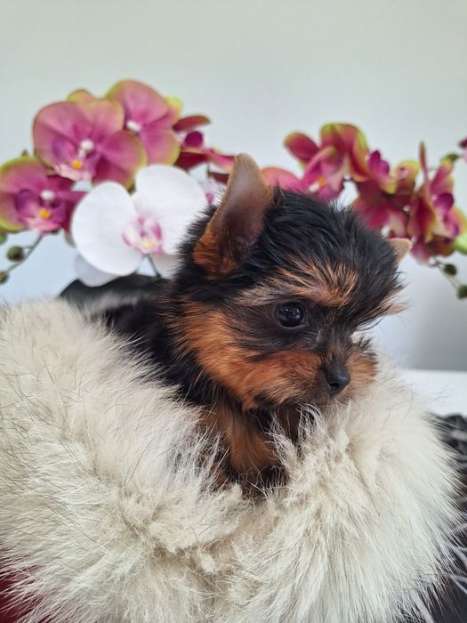 Yorkshire terrier mini mini z rodowodem odbioru ok.15 października