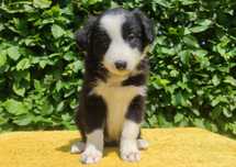 Suczka Border Collie - Rasowy szczeniak z Hodowli, pełna dok.