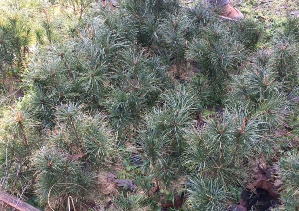 Кедр Корейський, саджанці. Сосна, хвойні. 40-30 см.