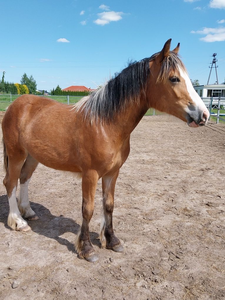 Klacz, duży kuc, tinker haflinger klaczka