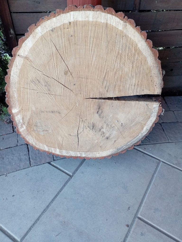 Plaster dęba,blat, krążek drewna 60