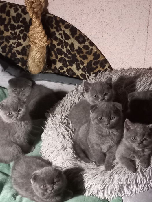 Британські кошенята