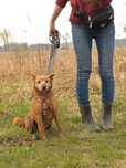 Lilia - mała kochana sunia szuka domu ADOPCJA
