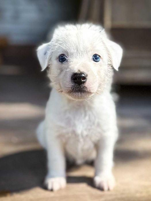 Parson Russell Terrier
