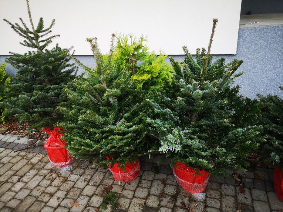 Jodła kaukaska w donicy