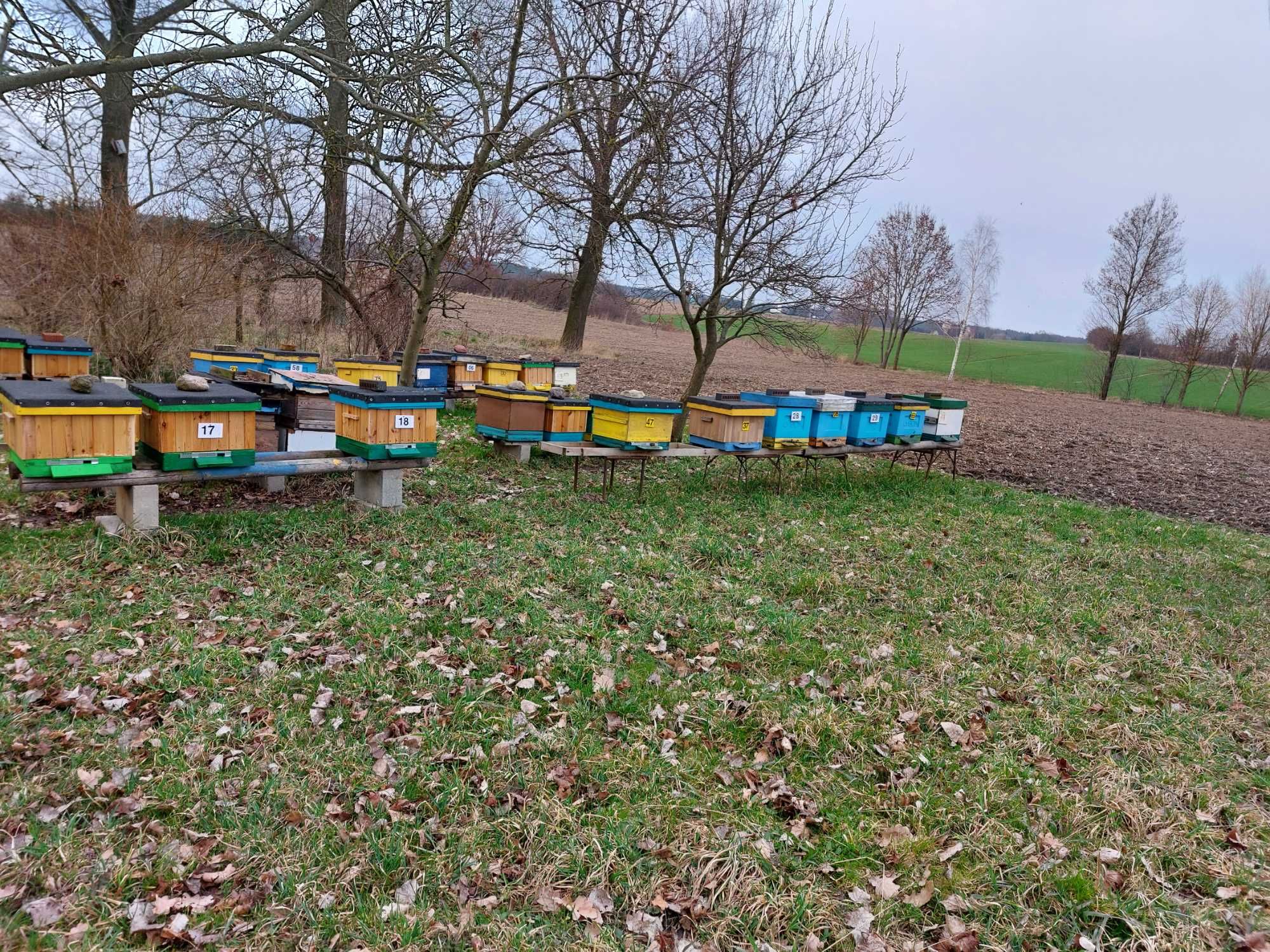 Sprzedam ule z pszczołami