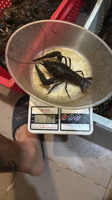 Раки опт и розница не дорого
