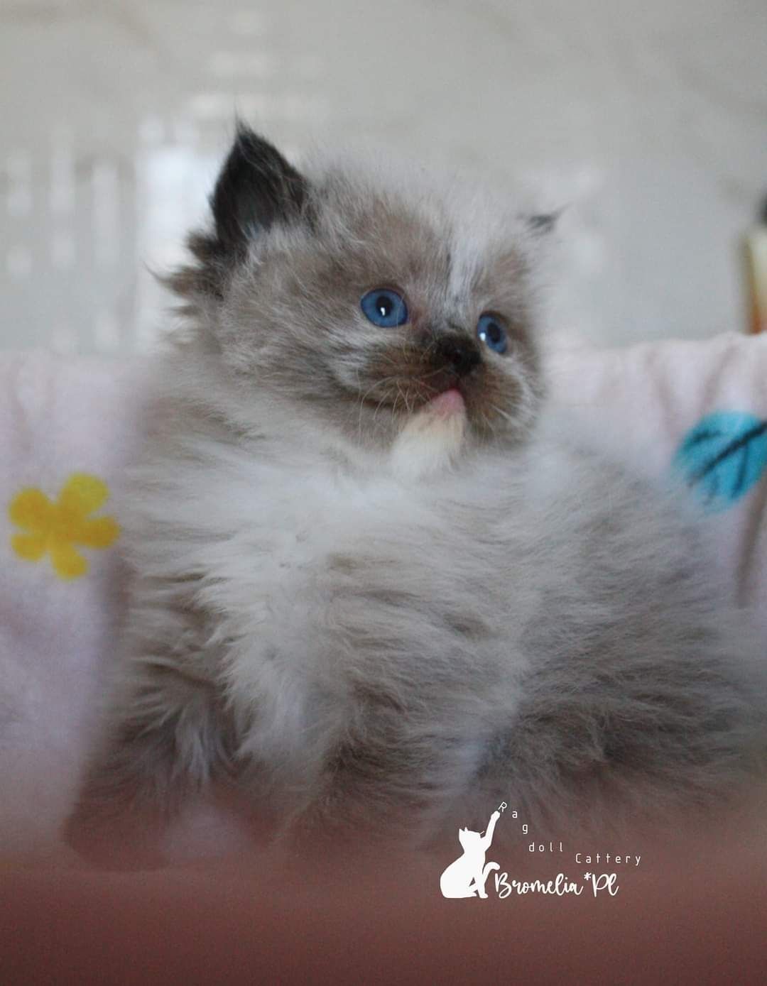 Kotka ragdoll seal mitted