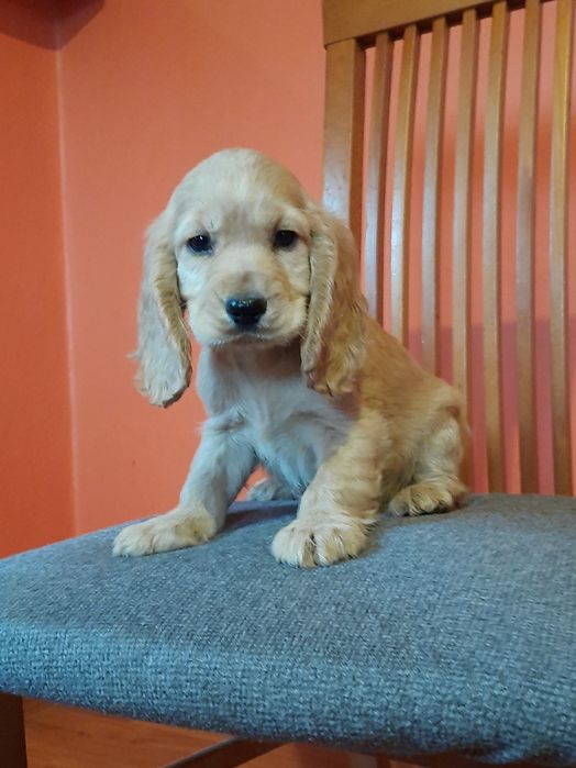 Cocker Spaniel Angielski z legalnej hodowli