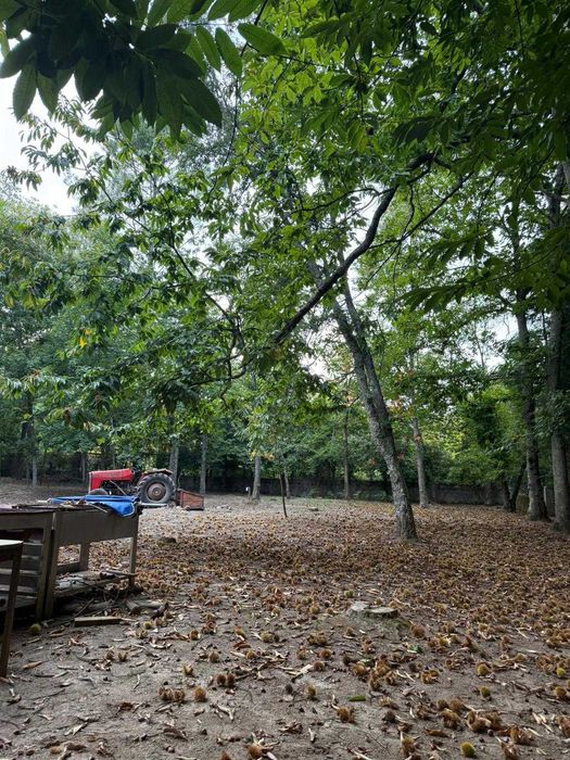 Espaço para Festas- Bosque do Choupal