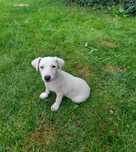 Suczka Jack Russell Terrier