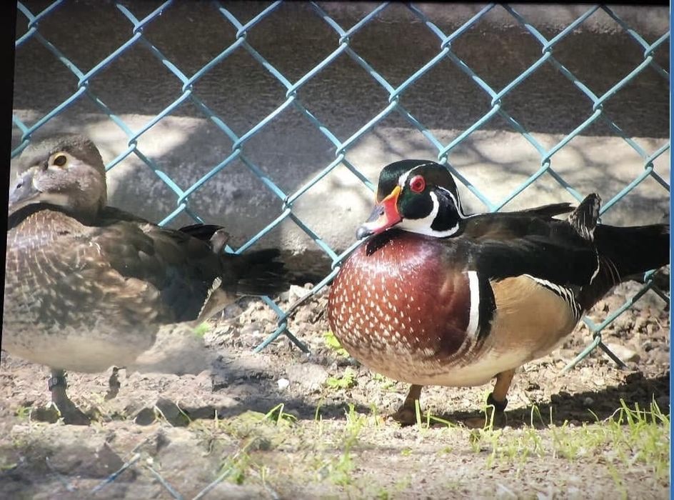 Varios patos Exoticos