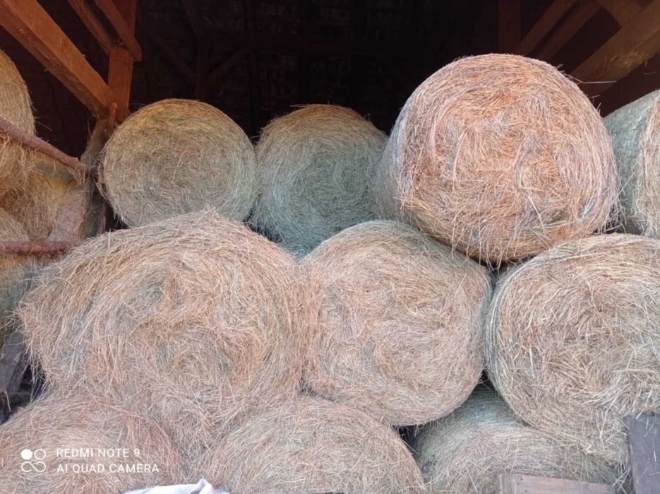 Sprzedam Siano pierwszy pokos 2025