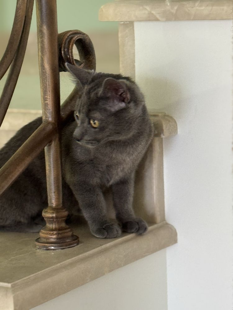 Шукаю родину для кошеня