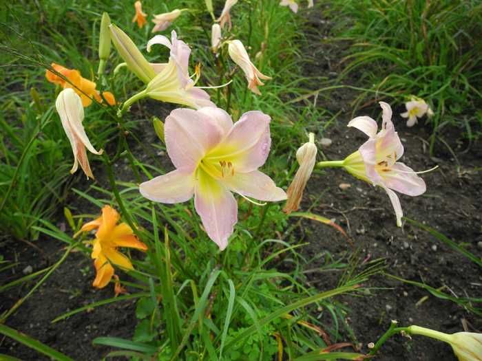 Liliowce Catherine Woodbury. Zestaw 10 szt. Piękna. bylina. Łatwa.