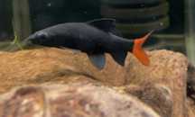 Labeo bicolor -Tina Zoo Gliwice Witkiewicza