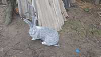 Кролики Спаровані самки Європейська Шиншила