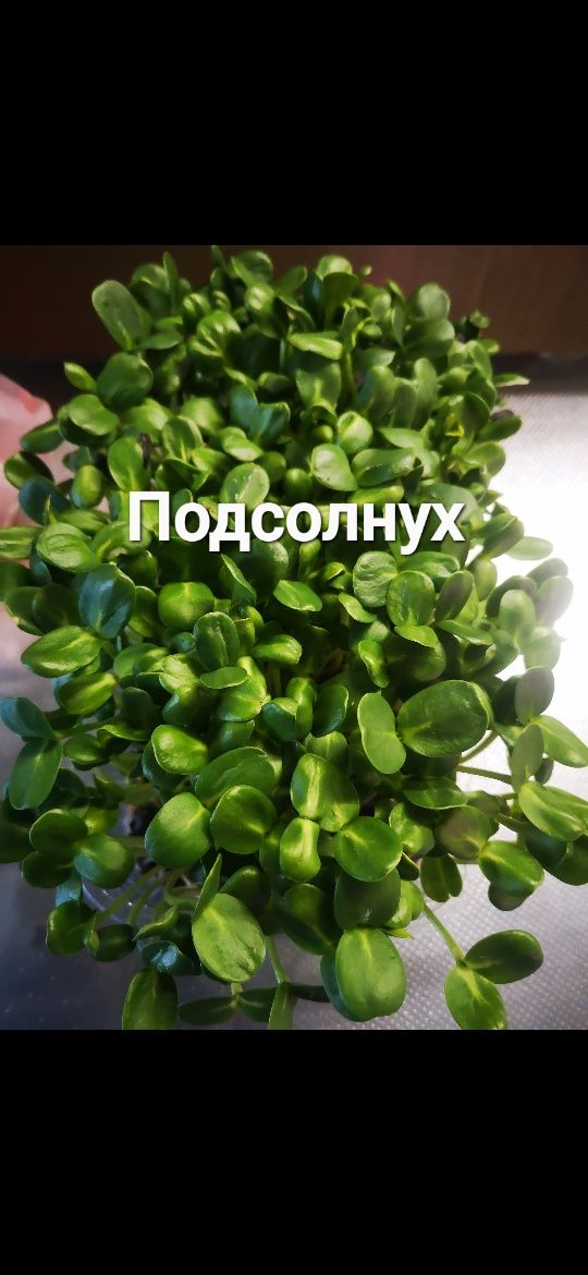 Микрозелень (свое производство)