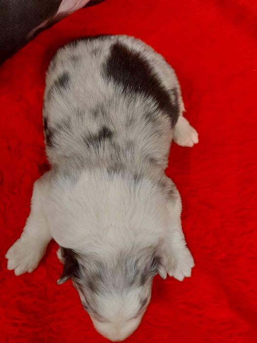 Border Collie wyjątkowo piękna suczka  merle z rodowodem