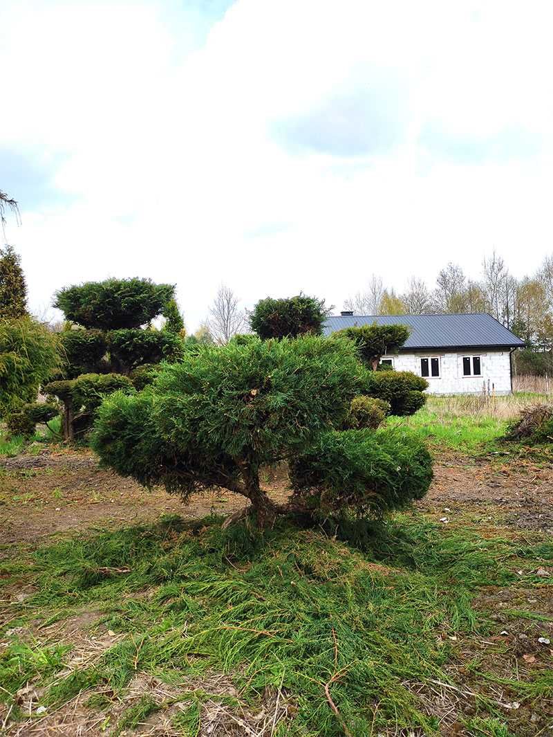 Pietraszewski rośliny i krzewy ogrodowe, formowane Bonsai Sosna Cyprys
