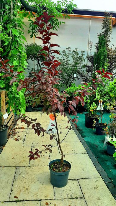 Jabłoń ozdobna "Liset", piękne kwiaty, bordowe liście, jadalne owoce.