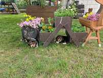 Beagle Pieski ZKWP Fci