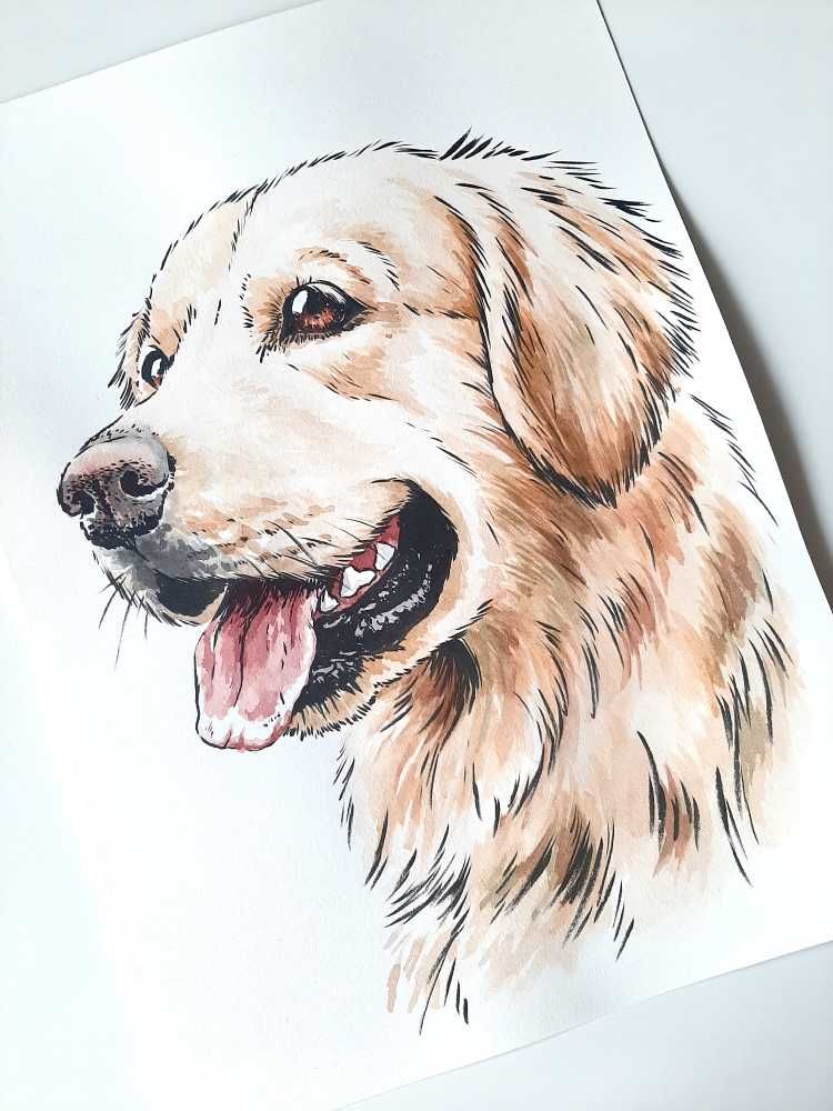 Golden retriever - portret psa, rysunek psa