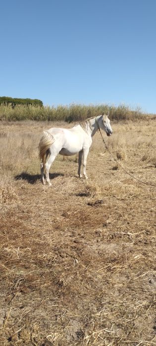 Égua mansa montada