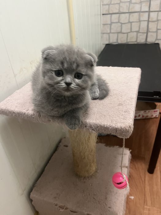 Scottish fold de boa linhagem