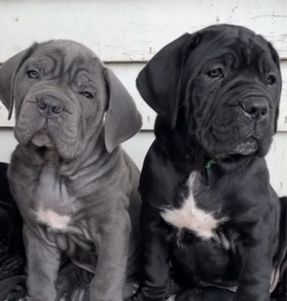 Продаж щенят Cane corso-чорного сірого окрасу